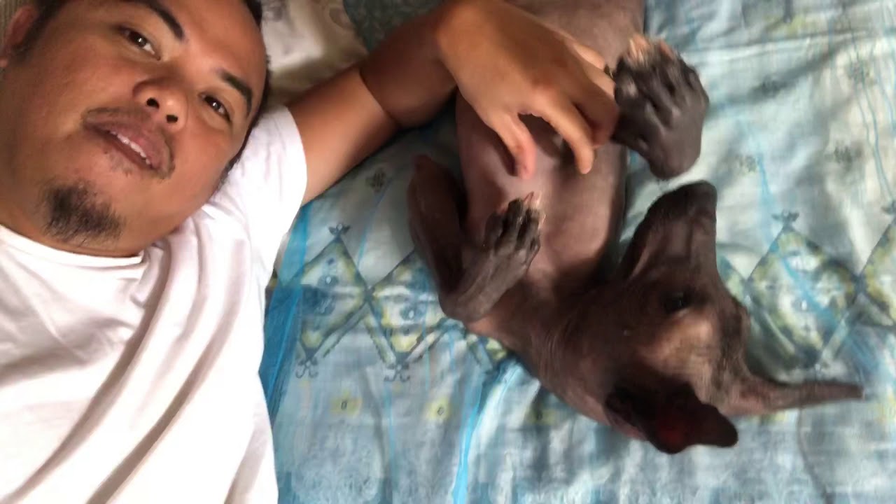 Xoloitzcuintli - Mexican Hairless Dog