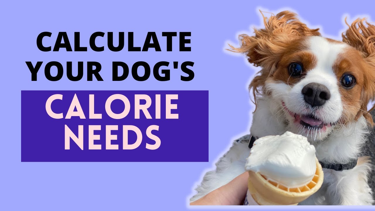 How to calculate your dog's calorie needs?