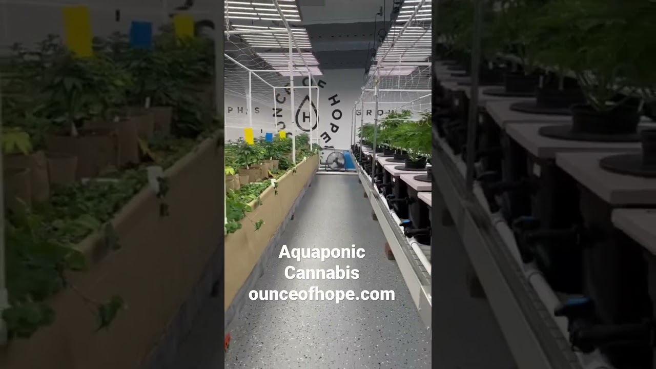 Aquaponics #aquaponics #cannabis