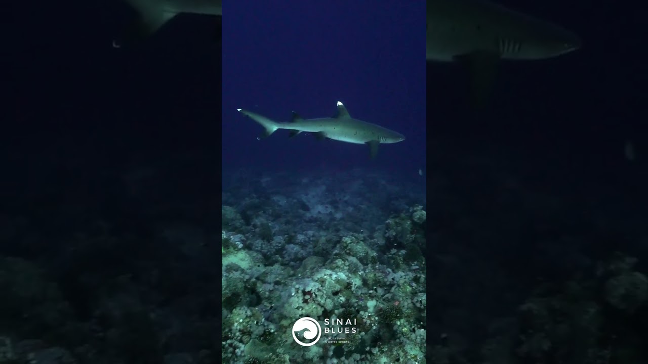 Whitetip Shark - Gordon Reef - Sharm El Sheikh - Red Sea Marine Life