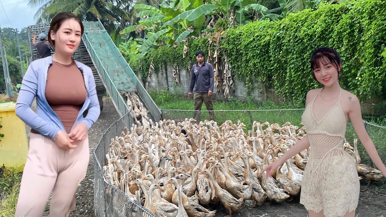 Suddenly, 20,000 ducks were stuffed into two trucks and transported to the new rice fields.