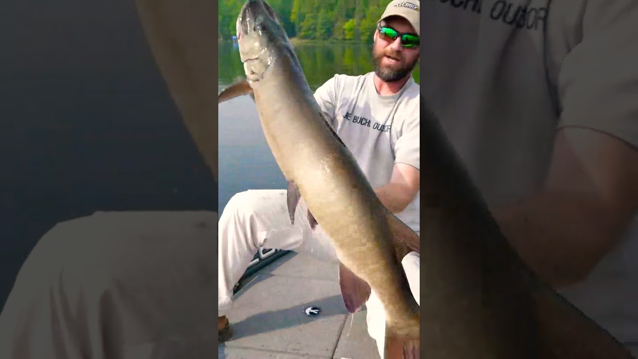 GIANT Wisco Musky ANNIALATES on BOMB CAST 💥 #fishing #musky #muskie #muskyfishing #giantfish #esox