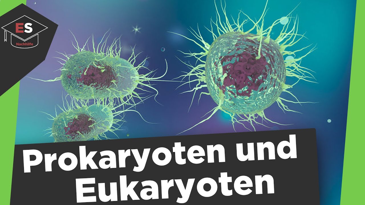 Prokaryoten und Eukaryoten Vergleich - Unterschied Procyt/Eucyt -Prokaryoten und Eukaryoten erkl&auml;rt!
