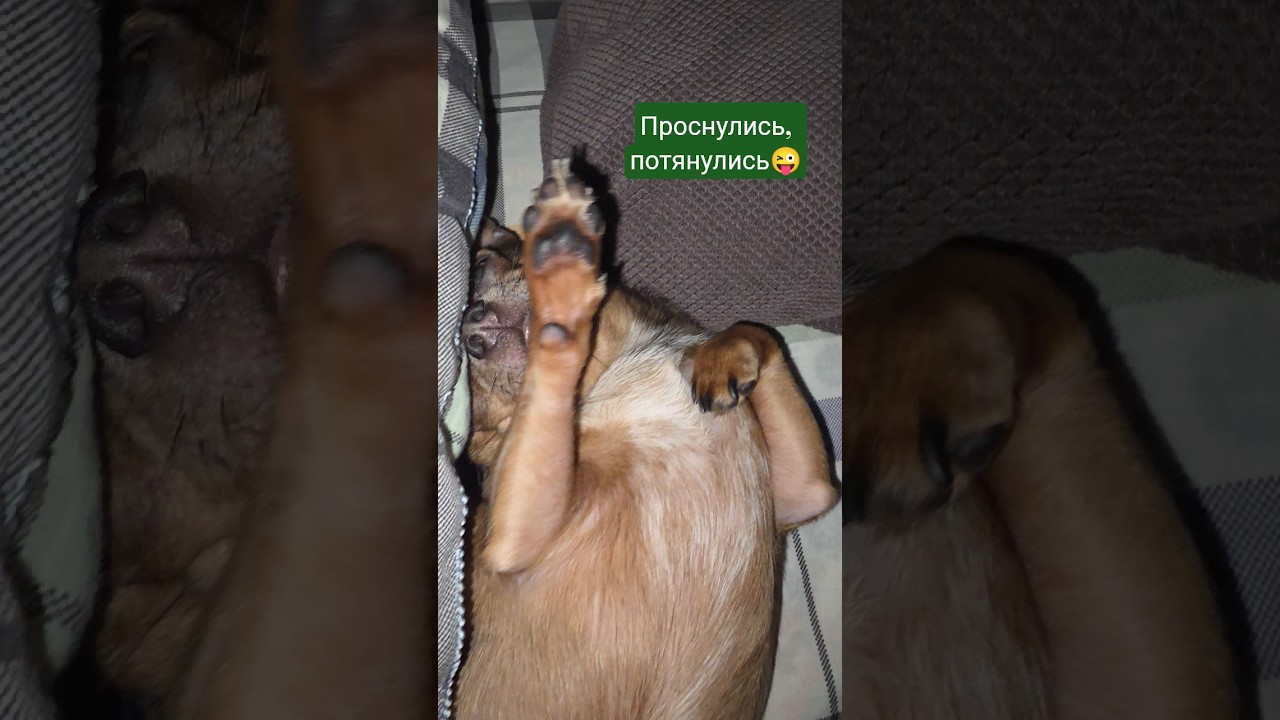 УТРЕННЕЕ ПРОБУЖДЕНИЕ😜#марсюша #чихуахуа#милота#чихестовощи #marcel_chih #shorts  #жизньсчихом