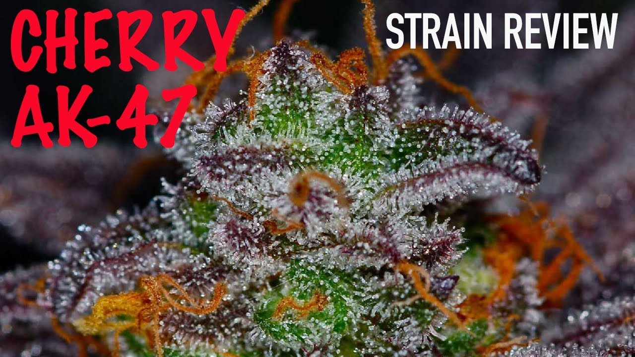 CHERRY AK-47 STRAIN REVIEW