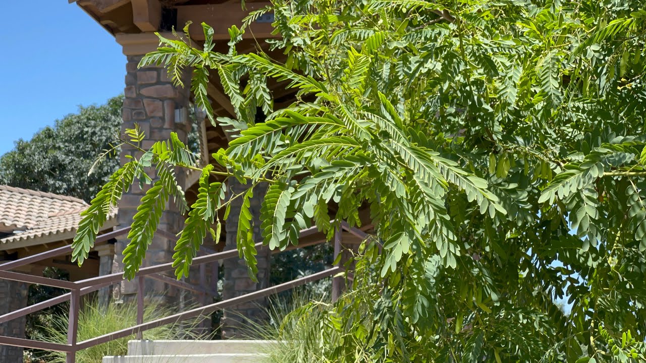 AZ Plant Reviews - Tipu Tree (Tipuana tipu)