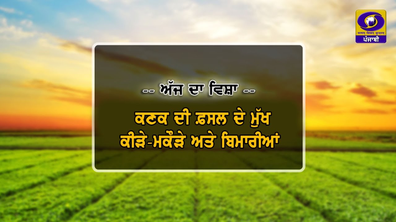 Mera Pind Mere Khet II ਕਣਕ ਦੀ ਫ਼ਸਲ ਦੇ ਮੁੱਖ ਕੀੜੇ-ਮਕੌੜੇ ਅਤੇ ਬਿਮਾਰੀਆਂ II 04 Feb 2026 II DD Punjabi II