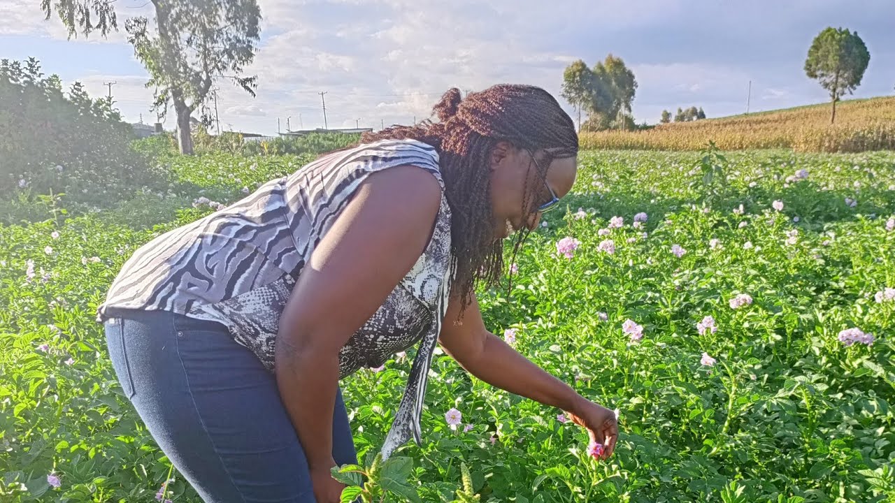 FARMING SECRETS.THE HIDDEN GEM