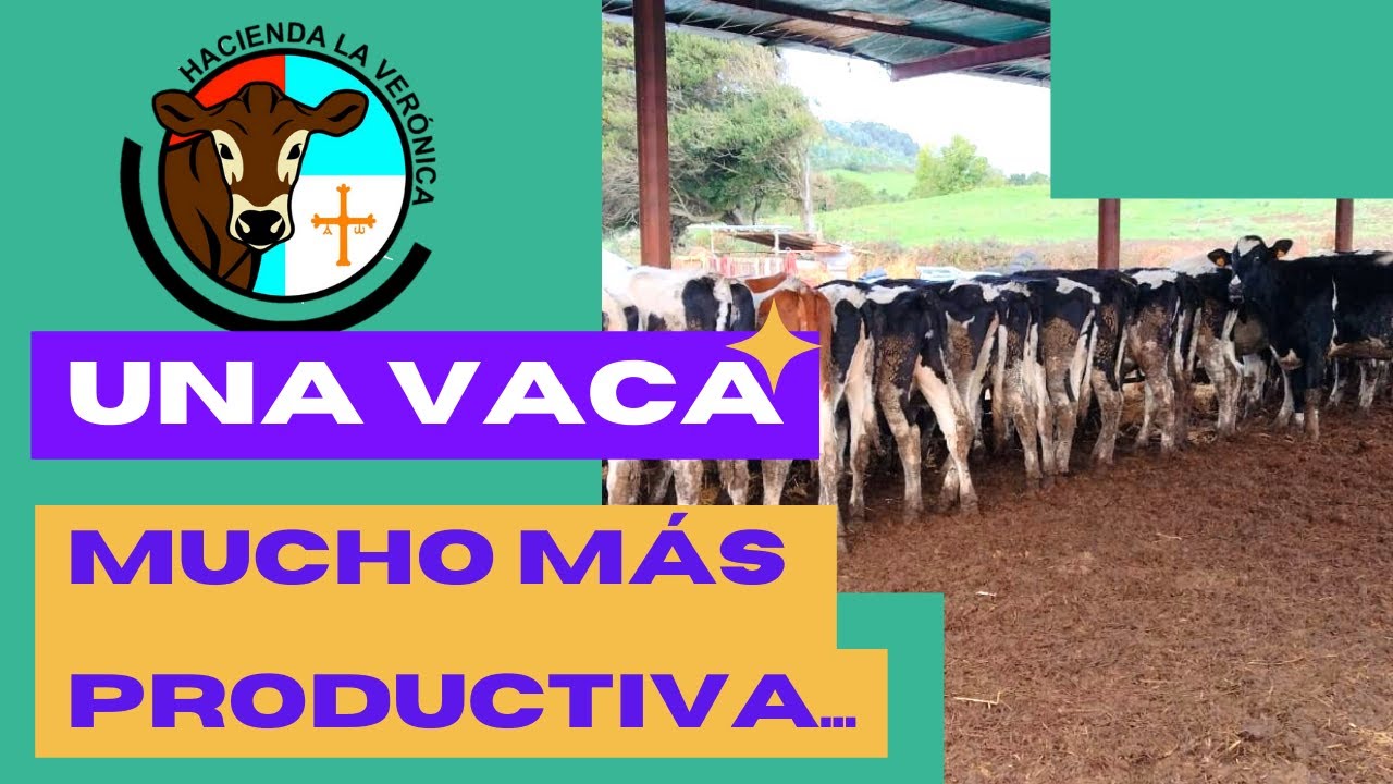 UNA VACA MUCHO MÁS PRODUCTIVA
