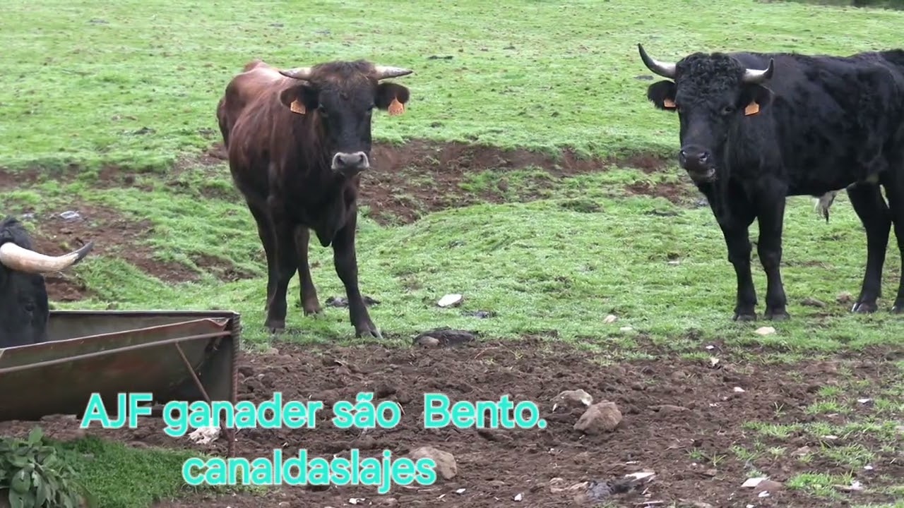 AJF Fui ver ganadero são Luís Bento 24 Dezembro 2025