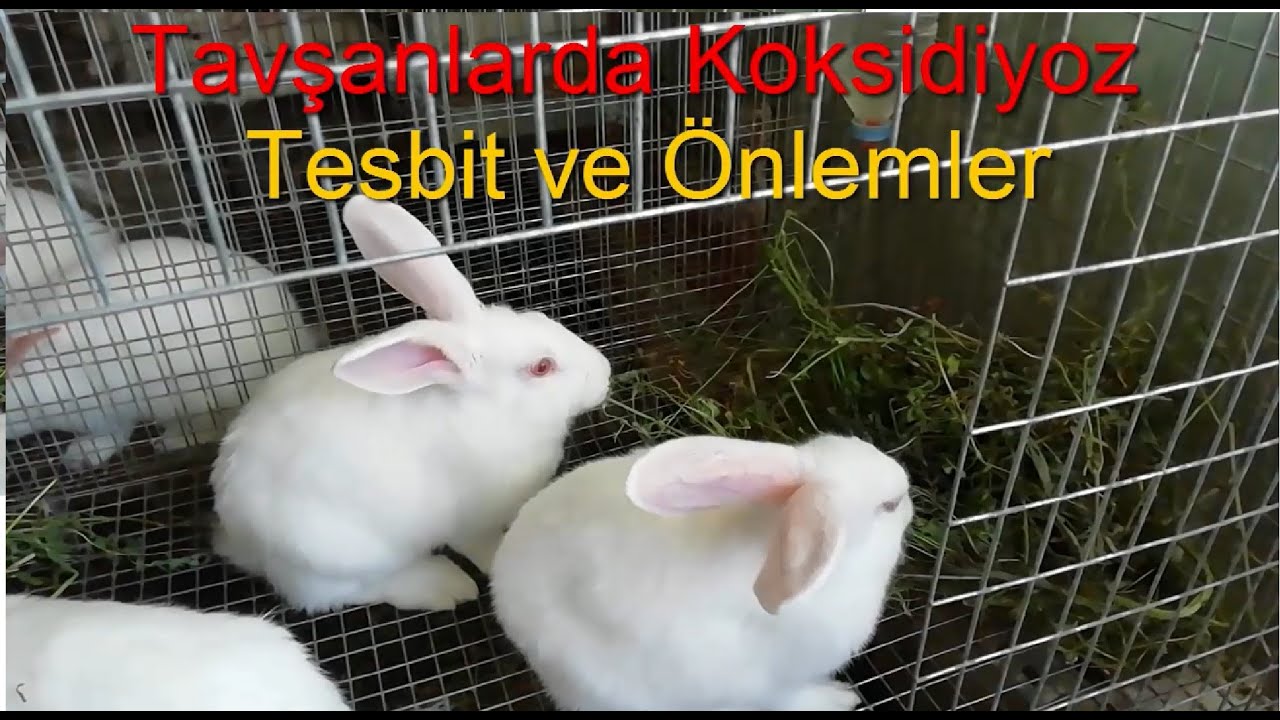 Tavşanlarda Koksidiyoz