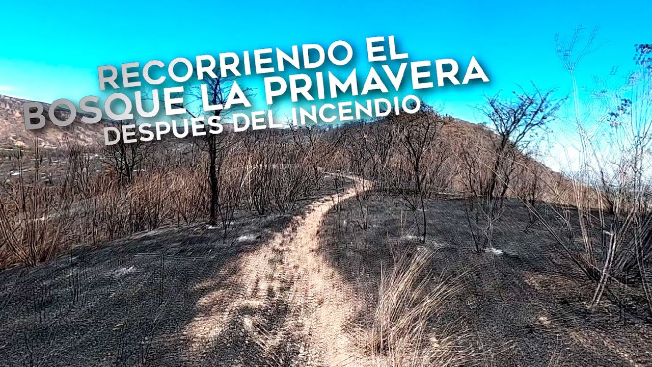 Recorriendo El Bosque de La Primavera después del Incendio (Trail Running)