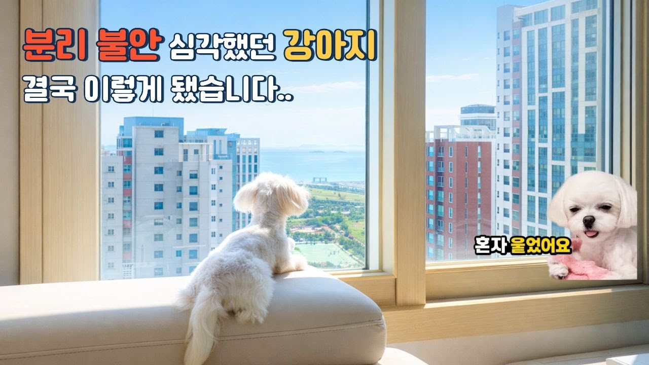 혼자 울던 강아지, 분리불안 극복하기ep2