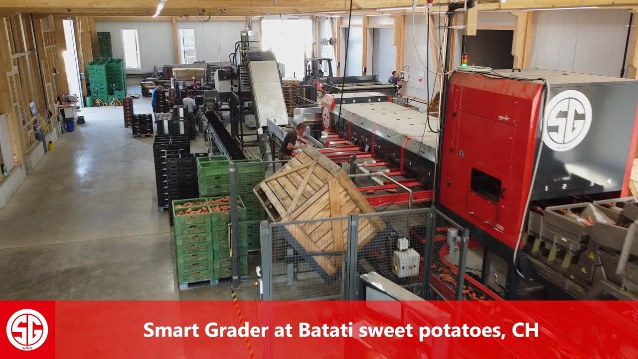 Smart Grader EVO 408 - Batati Sweet potatoes