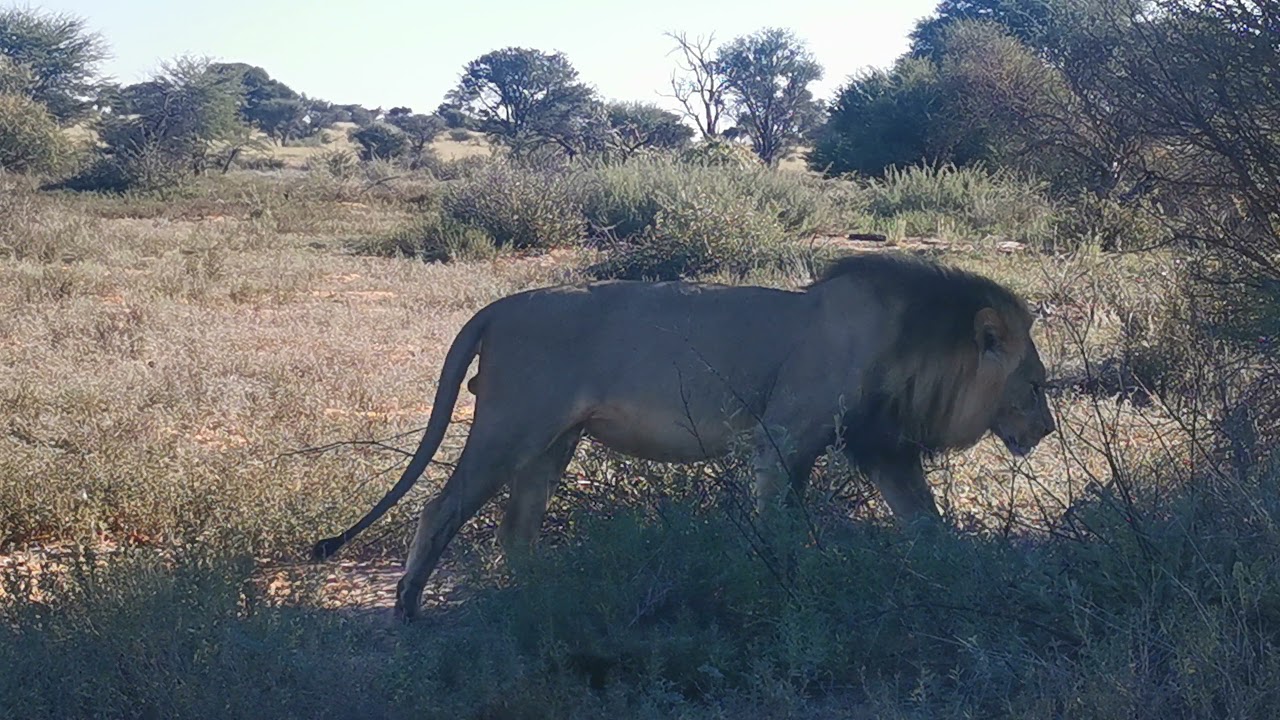 Lion in the Kalahari. Between KAA Gate and KAA Pan Campsite.