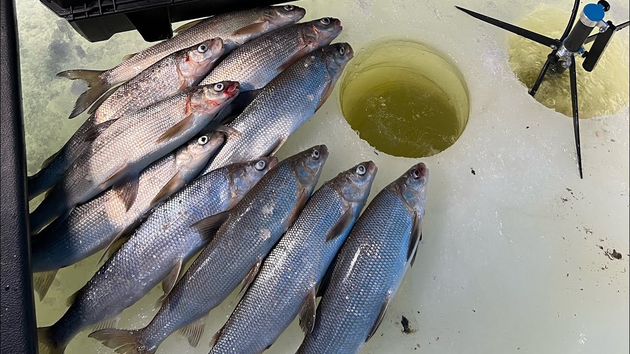 Ice Fishing Green Bay Whitefish 2025 (Limit)