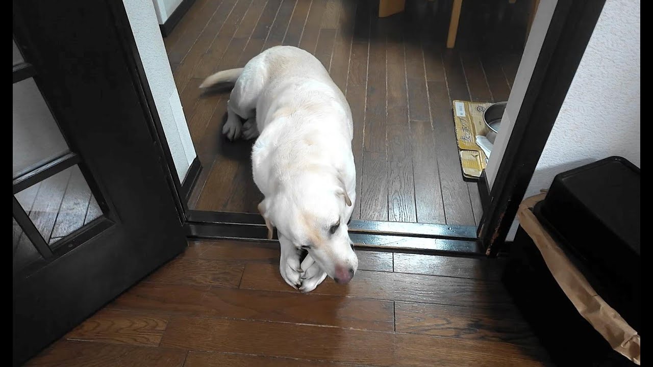 【愛犬の楽しみ】ご飯と散歩とおやつと…？