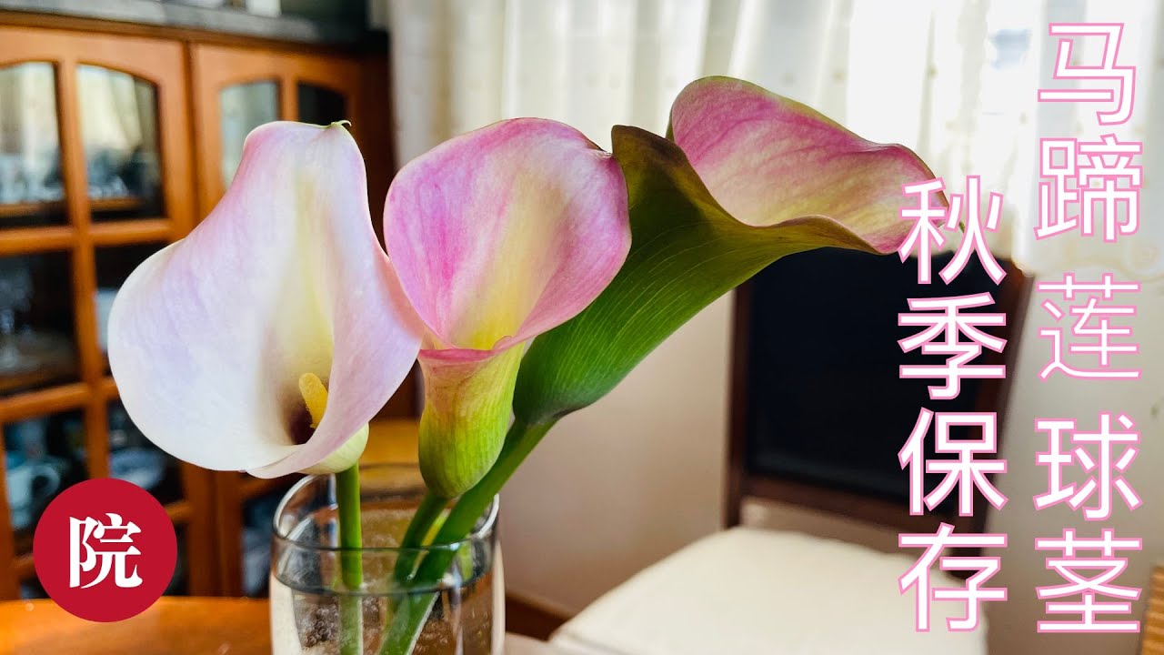 【彬彬有院】花 •977 如何在秋季保存盆栽马蹄莲球茎//多伦多比较冷，马蹄莲冬季不能在户外过冬，看看我是怎么保存的，待到明年春暖花开，又是一盆美丽的花