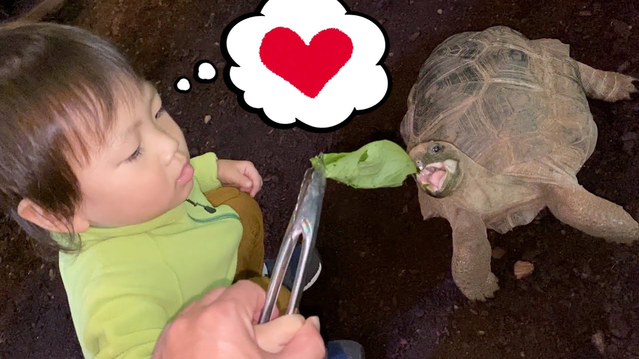 iZooでカメにエサやり🐢 Tortoise Feeding At iZoo