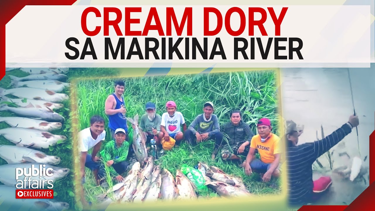 Cream dory, nahuhuli sa Marikina River | Public Affairs Exclusives