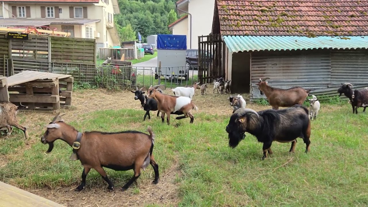 Swiss Goats 🇨🇭