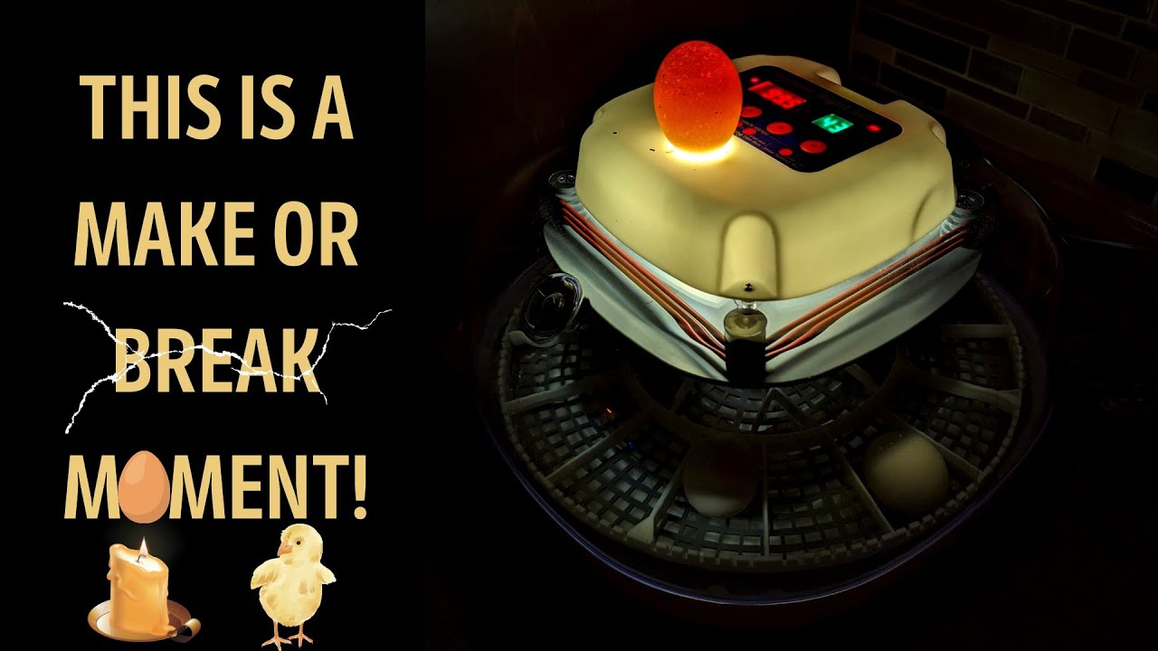 HOW TO: Candling Our 13 Silkie Eggs In The Nurture Right 360 Home Incubator!
