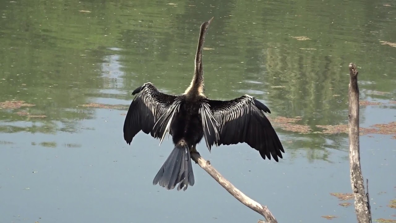 Paradise of Birds