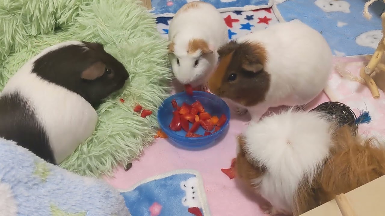 Fat babehs eat peppers/carrots and then get scared
