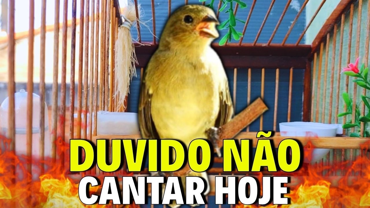 ESQUENTAR QUALQUER COLEIRO FRIO COM ESQUENTAR COLEIRO TUI TUI COM ESQUENTAR COLEIRO TUI TUI TUI TUI