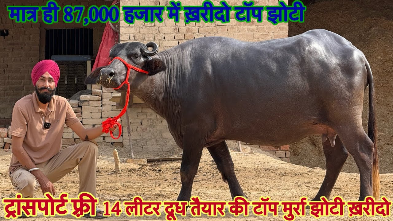 12 से 14 लीटर दूध तैयार की !! टॉप झोटीया ख़रीदो ✅10 Buffalo For Sale😱Brar Dairy Farm !! #maharastra