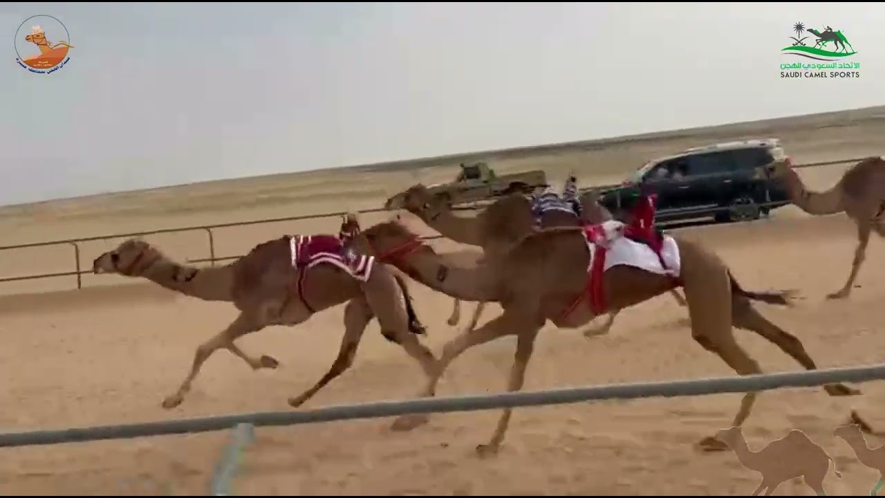 الشوط الثاني بكار جذاع /  صبا علي بن عمر التركي