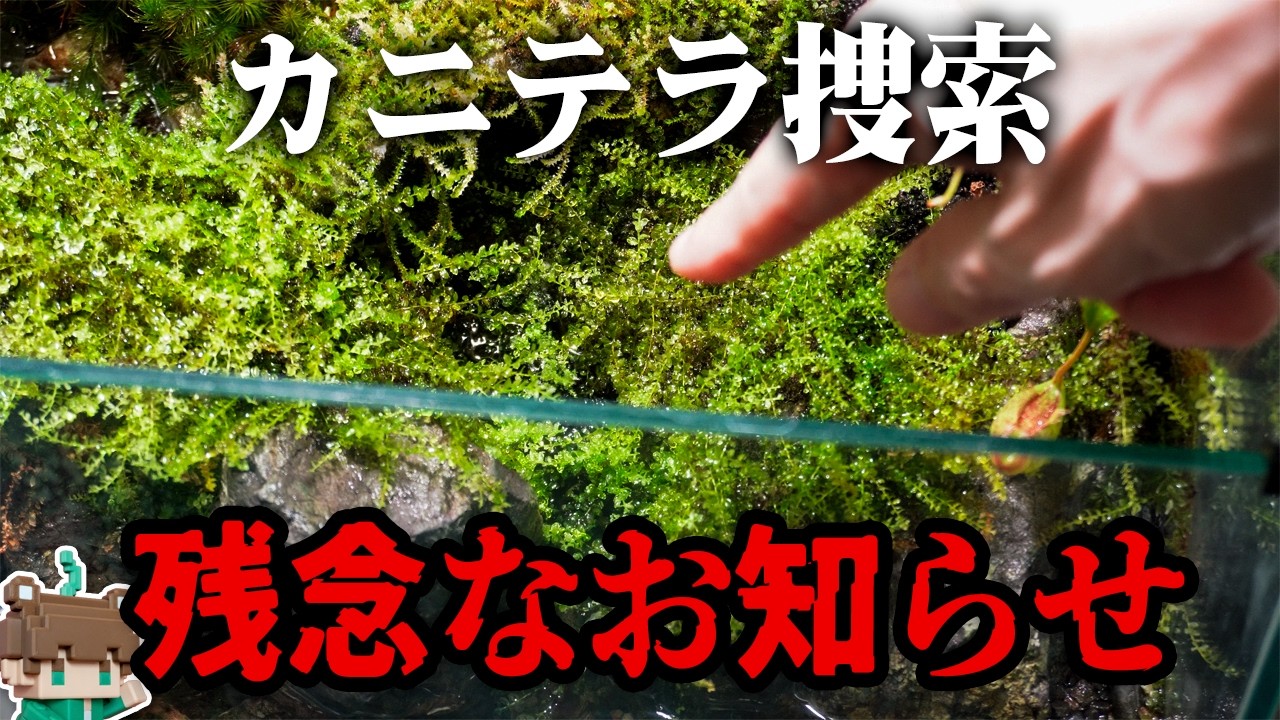 テラリウムの裏側。カニたちの行方と、新しく芽吹く命。｜Vampire Crab Habitat Maintenance【ビバアクア】 #terarium #vivarium