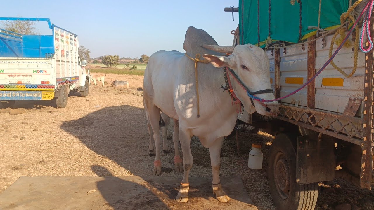 सेमझिरा पट 2025 मैदान मे आये सभी नंदी महाराज भाग -३#नाद_एकच_बैलगाडा_शर्यत #bakasur #बैलगाडाlover