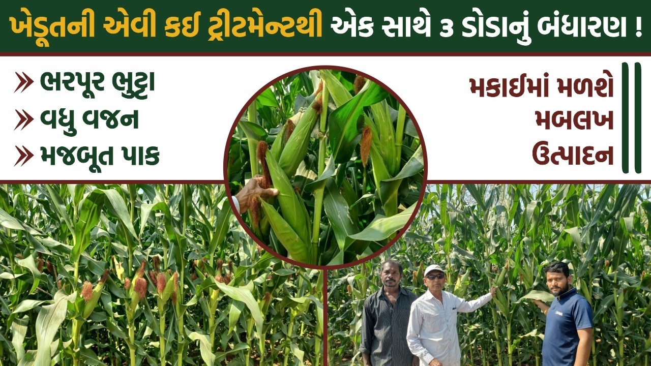 મકાઈ હોય તો આવી  || જાણો કેવી રીતે આ ખેડૂતને મળશે મકાઈમાં મબલખ ઉત્પાદન
