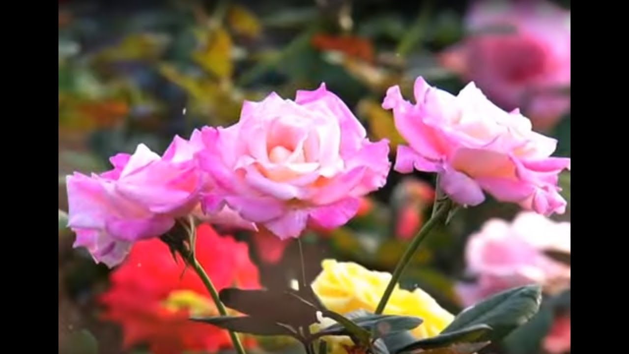 Chatt Par Baghwani - Repotting & Pruning of Roses with Expert Rahul Kumar