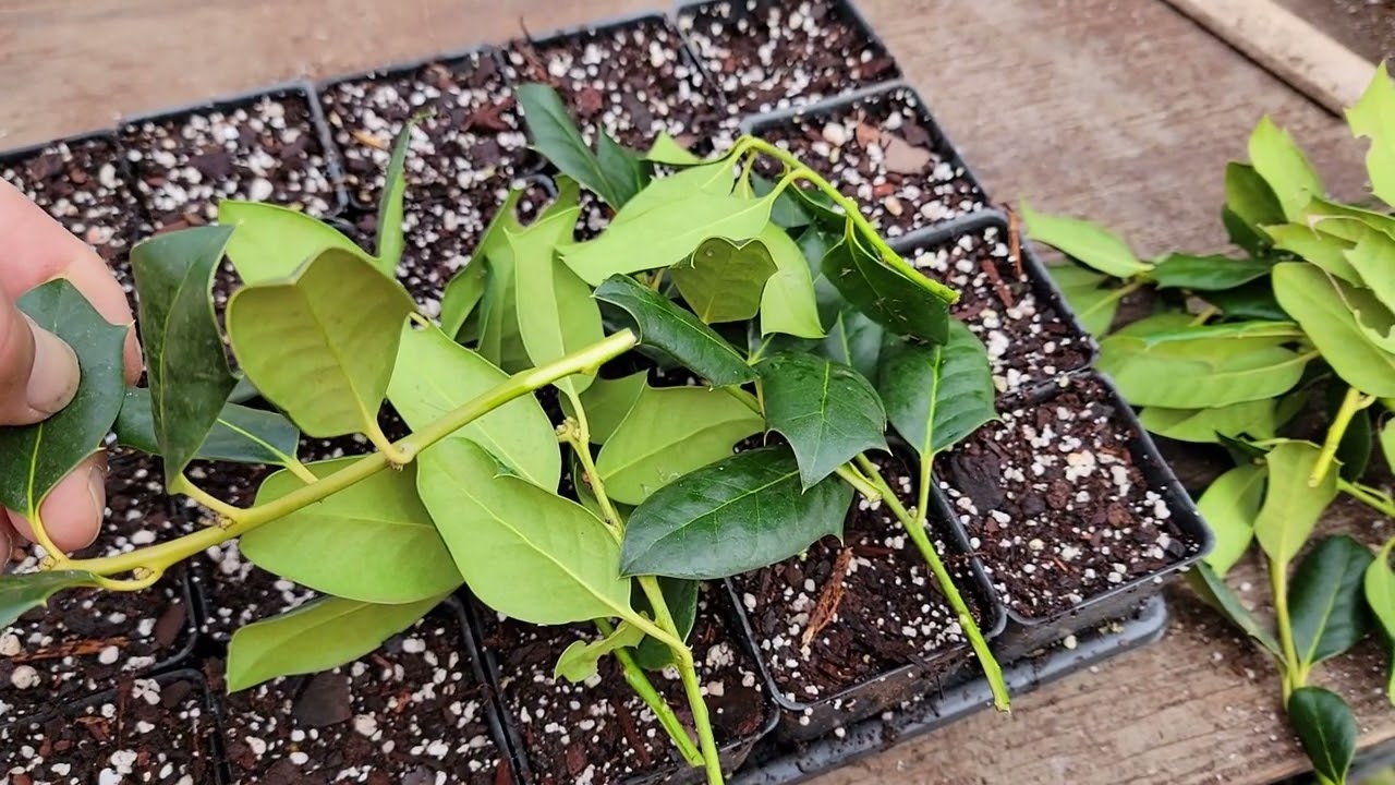 Propagation of Nellie R Stevens holly
