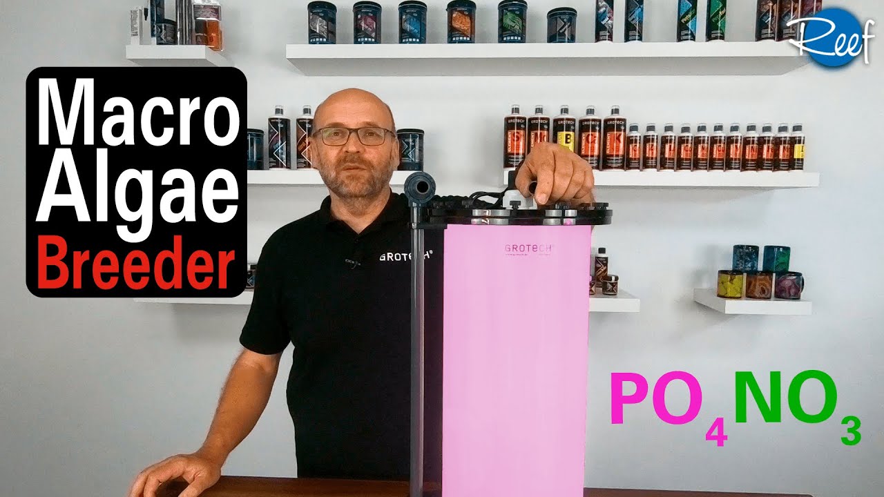Nitrat und Phosphat einfach durch Algen reduzieren | GROTECH Macro-Algen Breeder (MAB)
