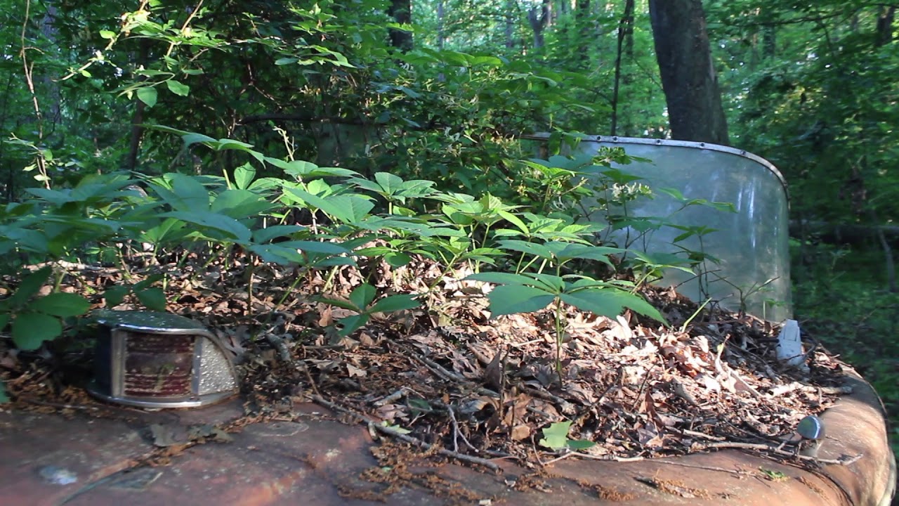 Suburban Nature