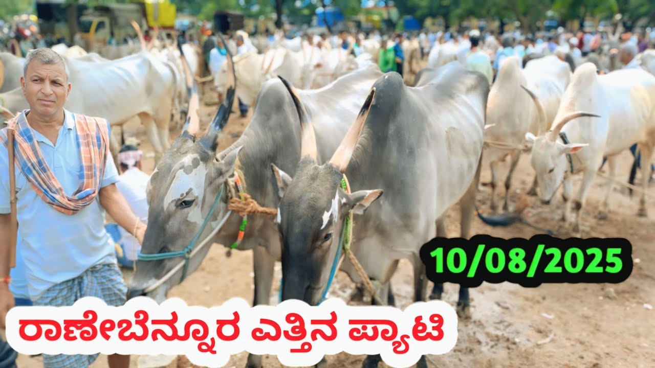 ರಾಣೇಬೆನ್ನೂರ ಎತ್ತಿನ ಪ್ಯಾಟಿ || Ranebennuru Bulls Market || ಪ್ರತಿ ಭಾನುವಾರ ಬೆಳಿಗ್ಗೆ || #cattlemarket 