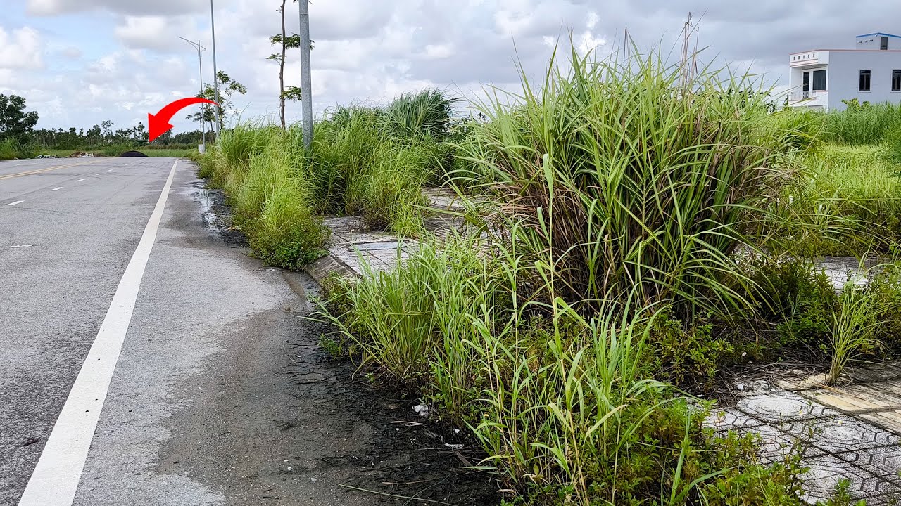 The Abandoned Sidewalk has Been Crying out for Help for Years Because of Weeds, Can you Hear it ?