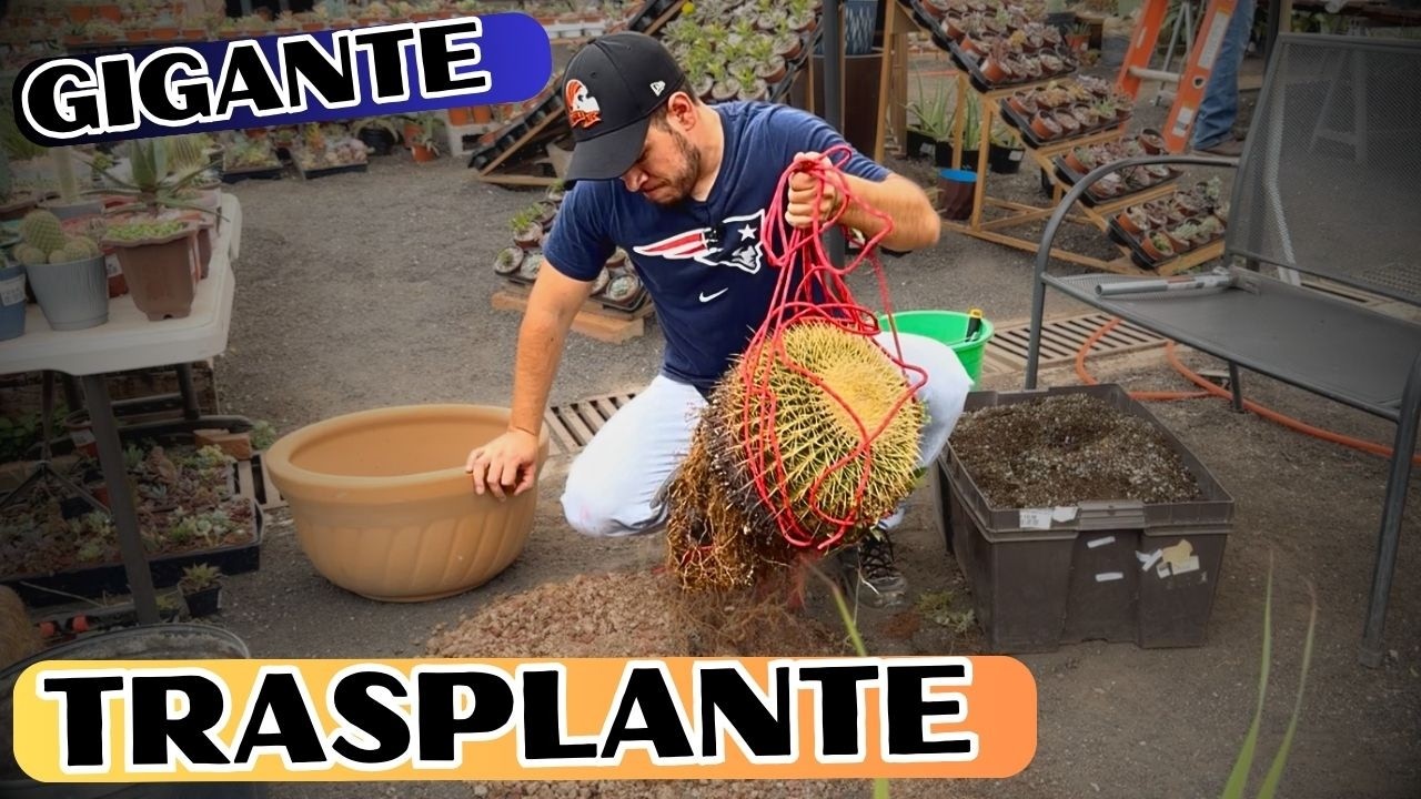 Trasplante Mortal De Un Cactus Gigante || Huerto Citadino