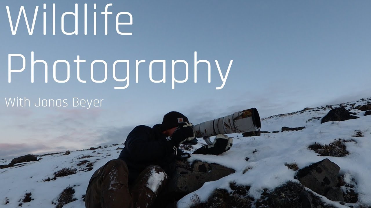 Wildlife Photography - Musk oxen in Greenland