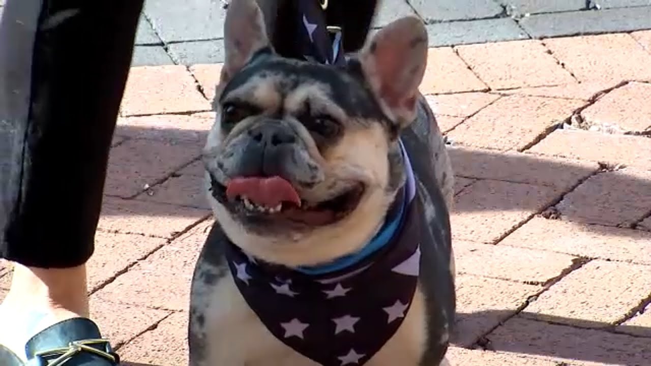 ASPCA partners with NYPD animal cruelty to save animals