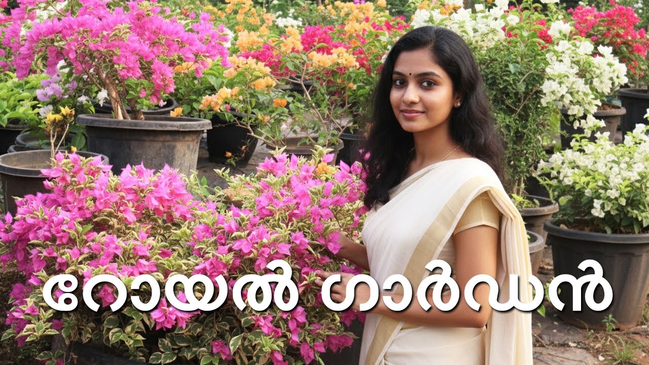 വരാൻപോകുന്ന സീസണിൽ വെറൈറ്റി ബോഗൈൻവില്ലെകളുടെ കുന്നംകുളം അടുത്തുള്ള ഗാർഡൻ l 200ൽ പരം വെറൈറ്റി l 2025