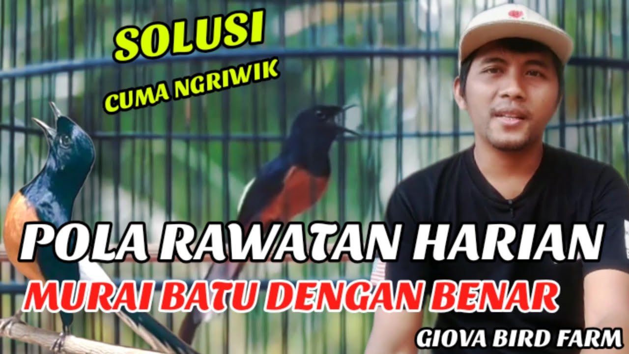 POLA PERAWATAN HARIAN MURAI BATU YANG BENAR