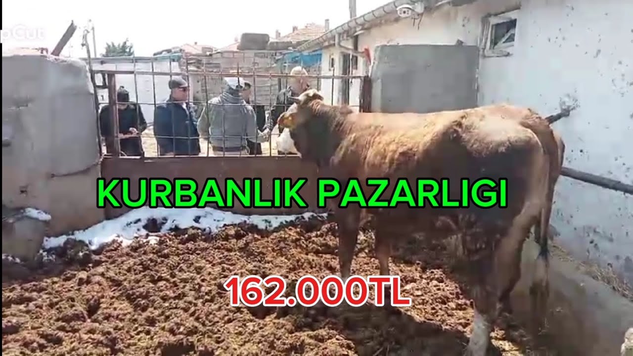 KURBANLIK PAZARLIGI /2 KOLL KIRAN PAZARLIK