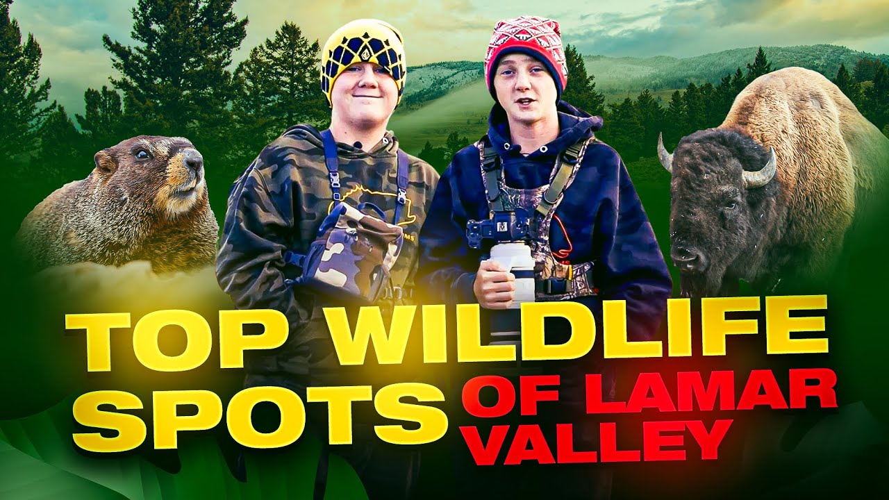 Must-Visit Wildlife Spots in Lamar Valley, Yellowstone National Park