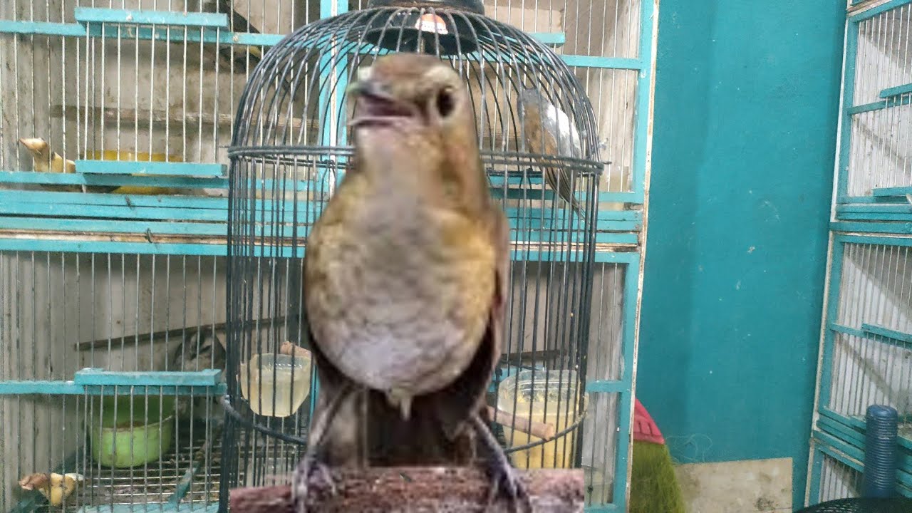 BURUNG KECIL IMUT INI PUNYA SUARA YANG BAGUS DENGAN GAYA MENARIK