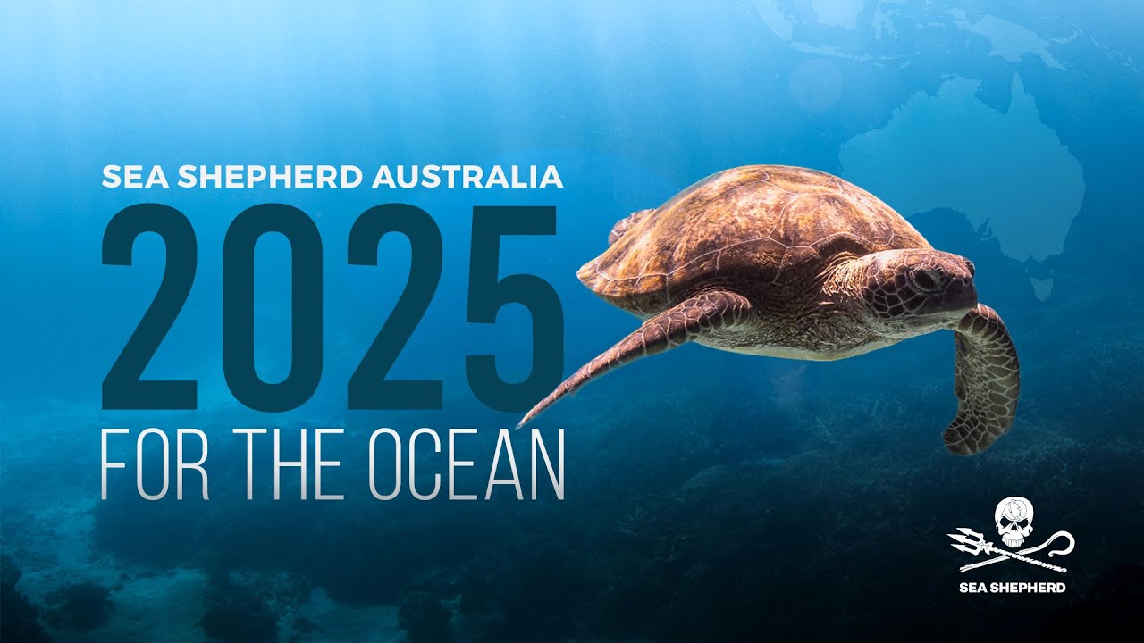 Организация Sea Shepherd Australia | Итоги 2025 года