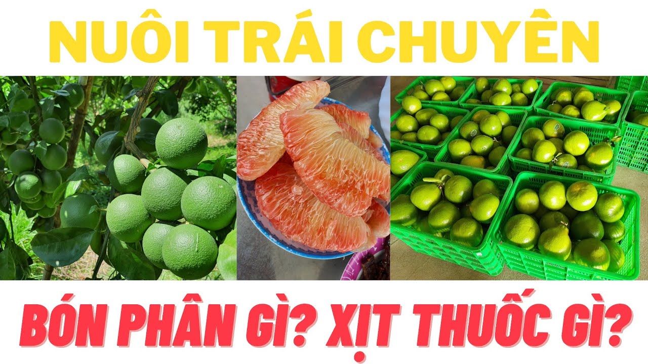 Quy trình nuôi trái chuyền | Bón phân gì? | Xịt thuốc gì? | Nông dân nào cũng làm được | NNCT